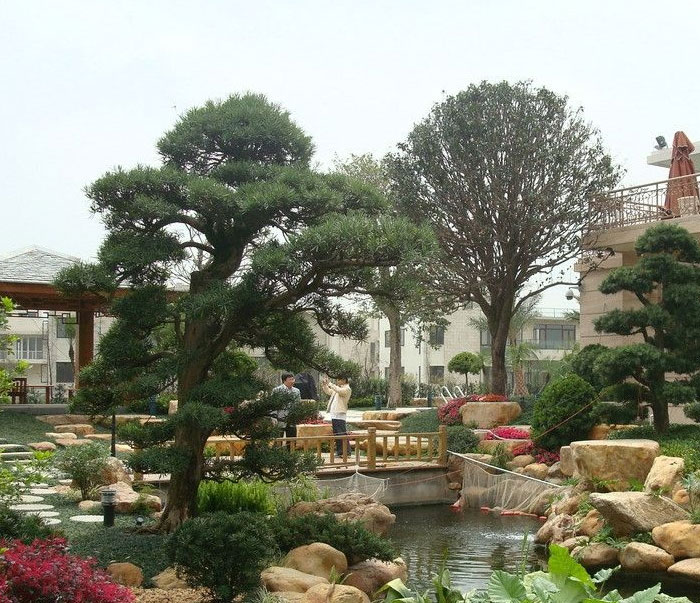 庭院景观
